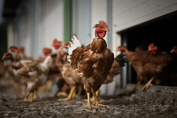 卵価格2倍も？鳥インフル猛威に養鶏農家が悲鳴
