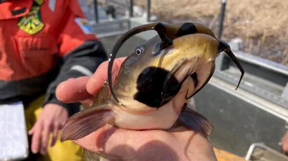 黒いタール状の癌が魚から魚へ…第4の感染性癌が発見、3万8000頭を殺した悪魔の病との共通点