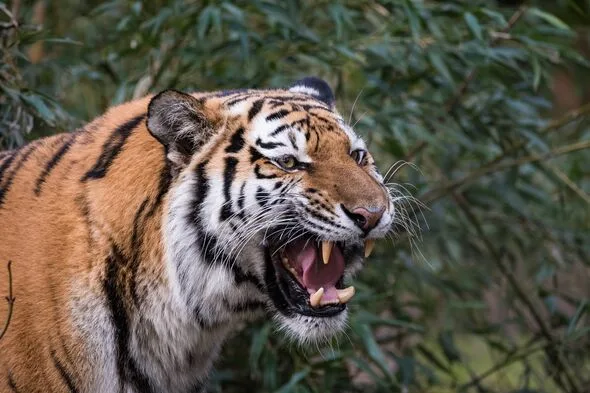 「動物のほうが人間より信頼できる」と言っていた男、自分のペットのトラに殺される
