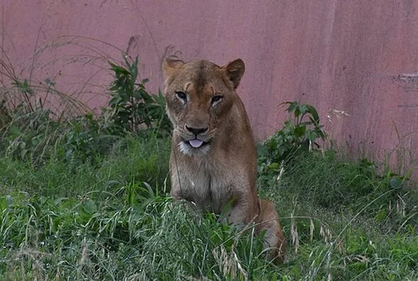 猛暑で東京のライオン3頭が死亡、湿度がアフリカより危険な理由